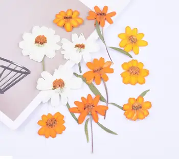 250 adet Preslenmiş Kurutulmuş Zinnia Elegans Jakarlı Çiçek Herbaryum Epoksi Reçine Takı Yapımı İçin Yer İmi Yüz Makyaj Tırnak Sanat Zanaat