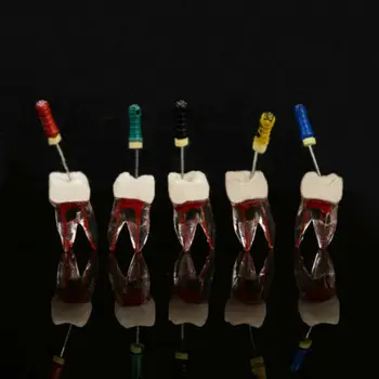 10 Adet Diş Diş Endo Kök Kanal Çalışma Modeli RCT Uygulama Bloğu Hamuru Boşluğu