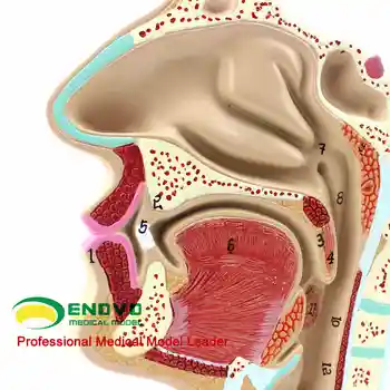 Nazofarengeal anatomi modeli nazofarengeal kavite modeli ENT model beyin